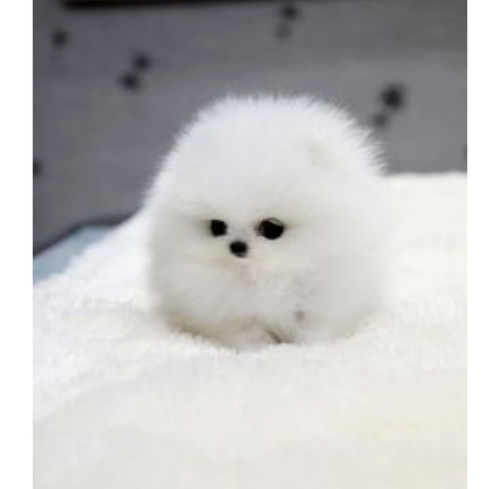 Meet your Posher, Jaclyn